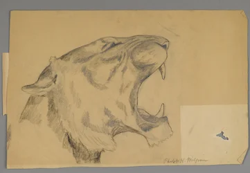 Cabeza de un león rugiente