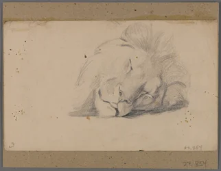 Cabeza de un león durmiendo