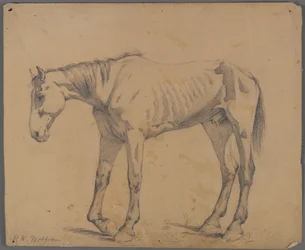 Caballo (grafito sobre papel)