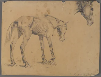 Caballo y cabeza de caballo