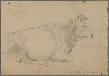 Toro sentado