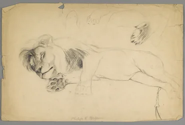 León durmiendo