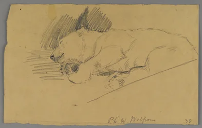 Oso polar durmiendo