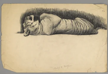 Tigre durmiendo