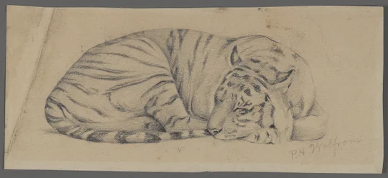 Tigre durmiendo