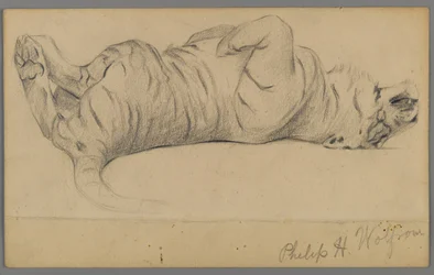 Tigre durmiendo