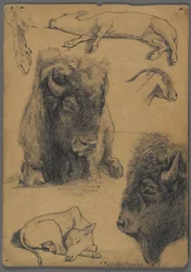 Estudios de bisonte, ternero y cabra