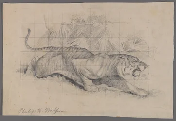 Tigre en el paisaje