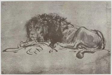 Rembrandt, un león