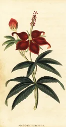 Turkcap, Malvaviscus arboreus.,1800 (grabado)
