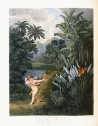 Y luego el divino Linneo, c.1796-1807