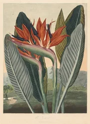 El Templo de Flora, o Jardín de la Naturaleza: La Flor Reina, 1812