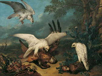 Un milano real derrotado por halcones islandeses