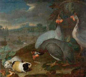 Gallina de Guinea con cuyes
