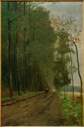 Camino en el borde del bosque