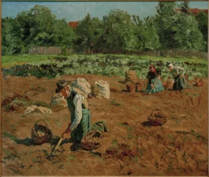 Cosecha de patatas