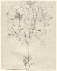 Un Tallo de Lirios con Seis Flores