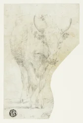 Vaca