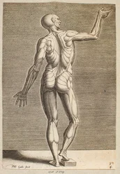 Estudio de una figura humana con tendones y músculos al descubierto, vista desde atrás