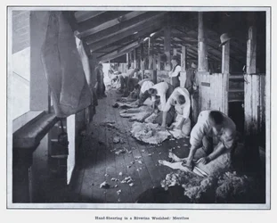 Esquila a mano en un cobertizo de lana en Riverina, Merribee