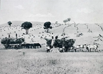 Cosecha, Nueva Gales del Sur, c.1900, de 