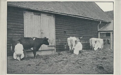 Ordeñando vacas, 1910