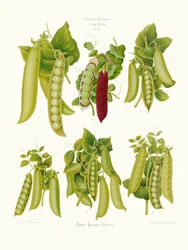 Guisantes del álbum de Ernst Benary (1876-1886)