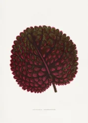 Ilustración de una hoja de Gesneria exoniensis rosa