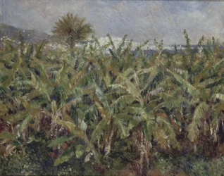 Campo de plataneras