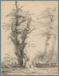 Un grupo de árboles
