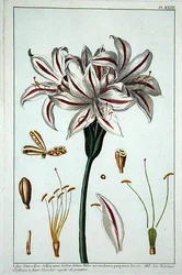 Lilio Narciffus Affricanus de 