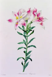 Alstroemeria Peregrina (grabado en color)