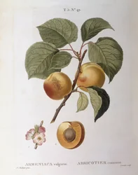 Albaricoque (Armeniaca vulgaris o Prunus armeniaca), Henry Louis Duhamel du Monceau, placa botánica por Pierre Joseph Redouté