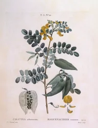 Sen de vejiga (Colutea arborescence), placa botánica de Pierre Joseph Redouté