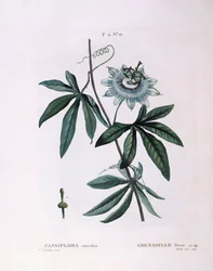 Flor de la pasión azul (Passiflora caerulea), placa botánica de Pierre Joseph Redouté
