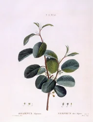 Espino cerval (Rhamnus alpinus), placa botánica de Pierre Joseph Redouté