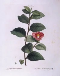 Camellia (Camellia japonica), placa botánica por Pierre Joseph Redouté