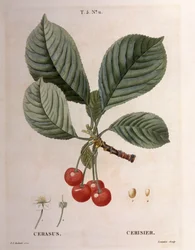 Cerezo (Cerasus), Henry Louis Duhamel du Monceau, lámina botánica por Pierre Joseph Redouté