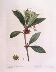 Árbol de anís de Florida (Illicium floridanum), Henry Louis Duhamel du Monceau, placa botánica por Pierre Joseph Redouté