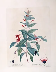 Fucsia (Fuchsia magellanica), placa botánica de Pierre Joseph Redouté