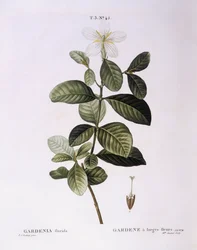 Gardenia (Gardenia florida), placa botánica de Pierre Joseph Redouté