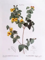 Guisante plano hermoso (Platylobium formosum), placa botánica de Pierre Joseph Redouté