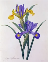 Iris Xiphium (grabado en color)