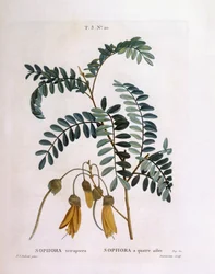 Kowhai (Sophora tetraptera o Edwardsia grandiflora), Henry Louis Duhamel du Monceau, placa botánica por Pierre Joseph Redouté