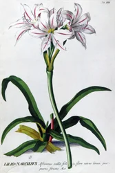Lirio, Lilio Narciso