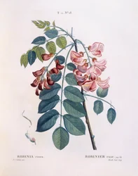Langosta (Robinia rosea), placa botánica de Pierre Joseph Redouté
