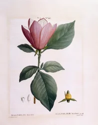 Magnolia (Magnolia discolour), Henry Louis Duhamel du Monceau, placa botánica por Pierre Joseph Redouté