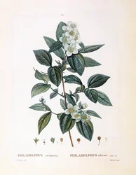Falso jazmín (Philadelphus coronarius), placa botánica de Pierre Joseph Redouté