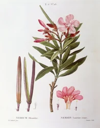 Adelfa (Nerium oleander), Henry Louis Duhamel du Monceau, lámina botánica de Pierre Joseph Redouté