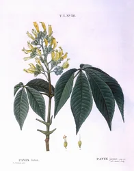 Pavia lutea, placa botánica de Pierre Joseph Redouté